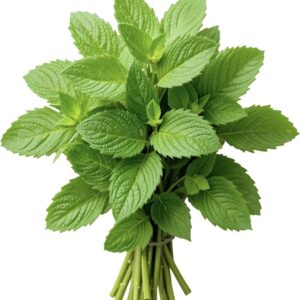 Fresh Mint