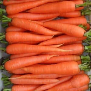 Carrot
